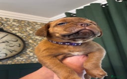 Dogue De Bordeaux dogs for sale: 6 stunning chunky Douge de Bordeux pups - Image 13