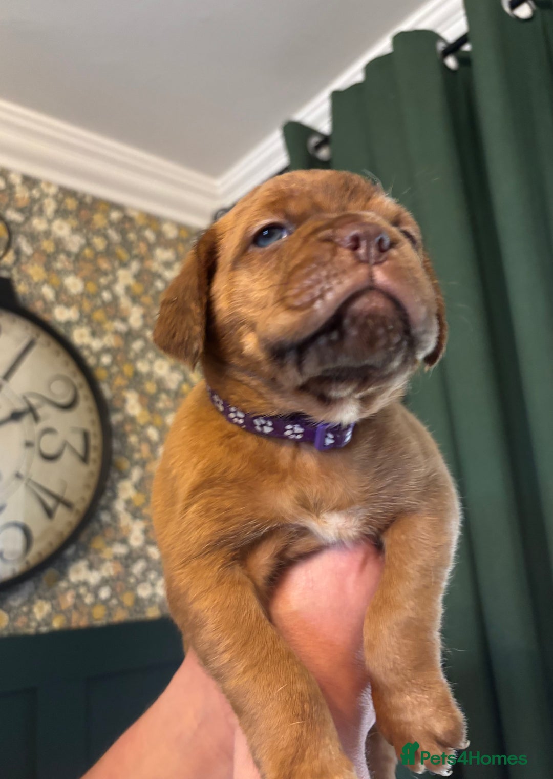 Dogue De Bordeaux dogs for sale: 6 stunning chunky Douge de Bordeux pups - Image 13