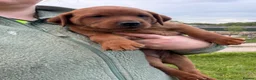 Labrador Retriever dogs for sale: KC Health Tested Fox Red Labrador Puppies - Advert 4