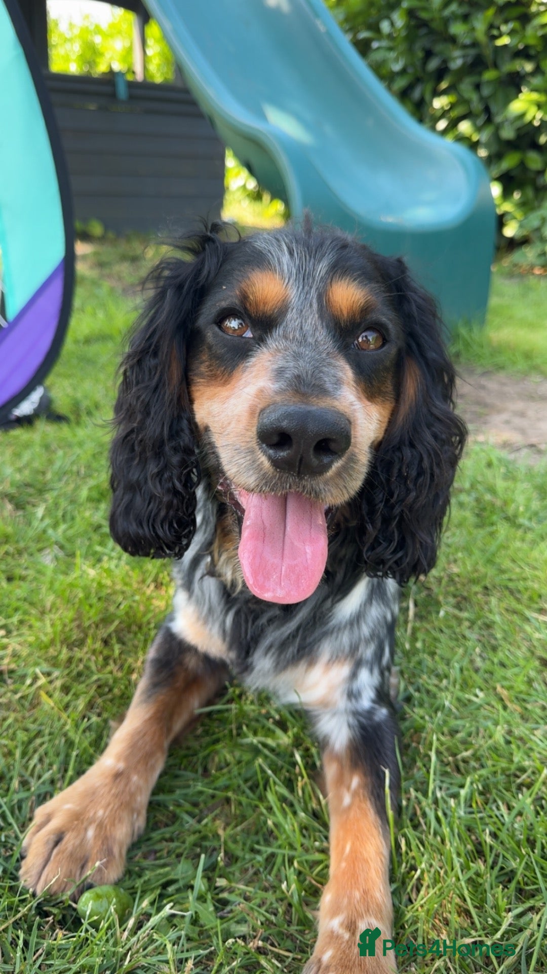 Cocker Spaniel dogs Blue roan and tan cocker spaniel for stud - Advert 1