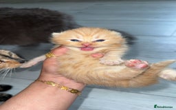 British Shorthair cats for sale: British Short Hair Kittens - Image 4