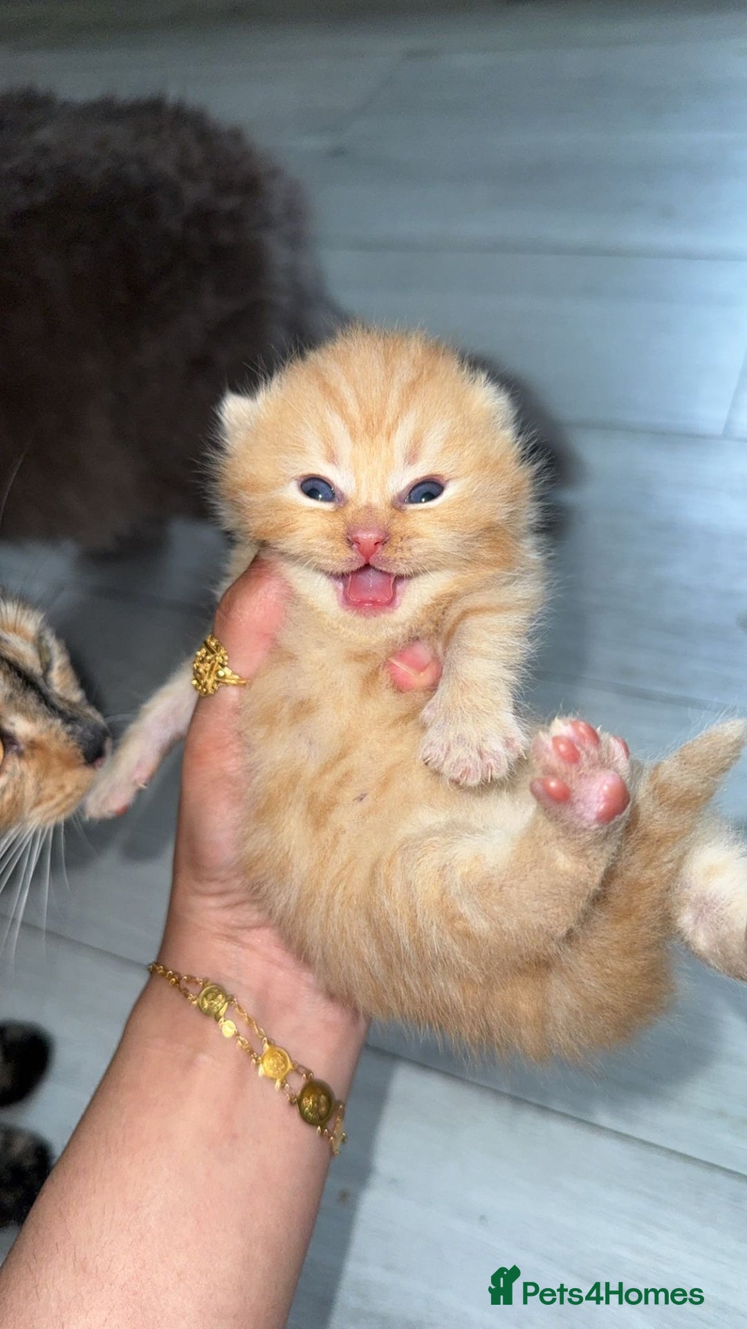 British Shorthair cats for sale: British Short Hair Kittens - Image 4