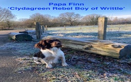 English Springer Spaniel dogs for sale: 5th Gen Springers: Purebred, 7th litter, 36 total - Image 5