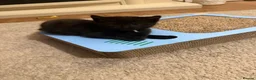British Longhair cats for sale: Beautiful litter of Kittens  - Advert 7