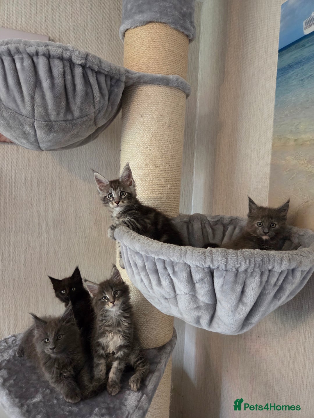 Maine Coon cats for sale: TICA REGISTERED MAINE COON KITTENS - Image 11