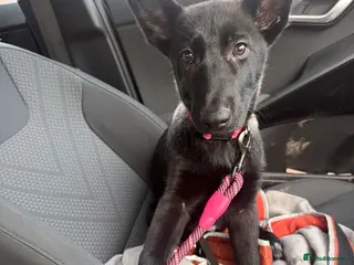 German Shepherd dogs Black and grey female german shepherd - Advert 8