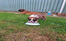 Boxer dogs for sale: Boxer puppies kennel club reg 5 star licence  - Image 27