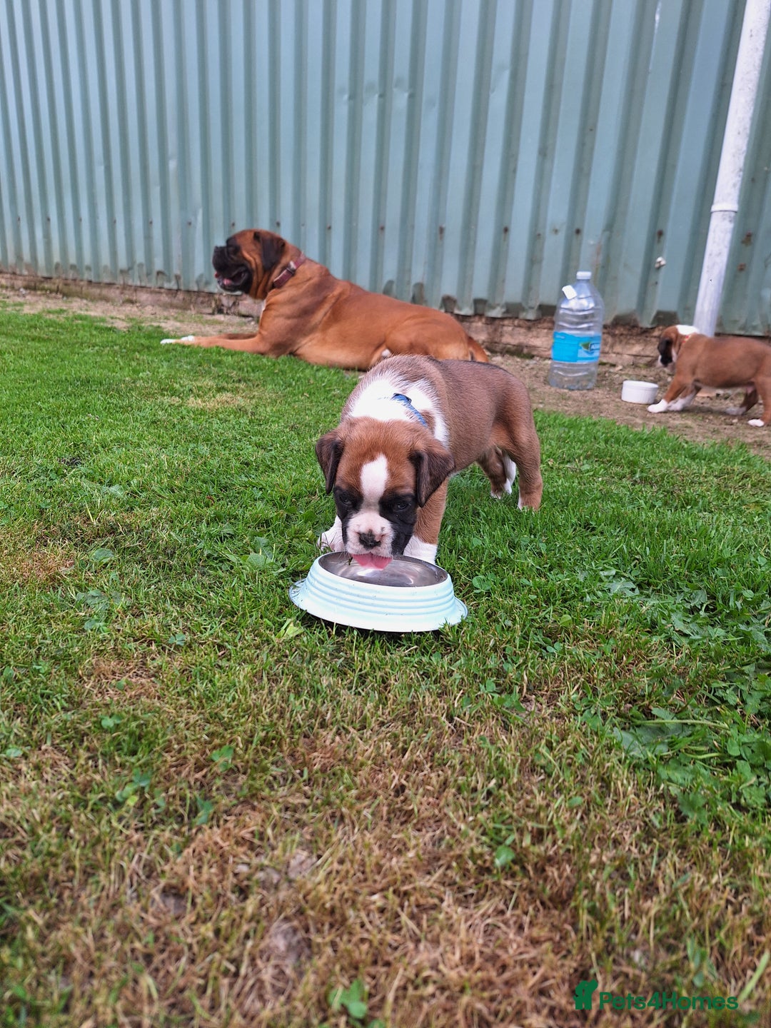Boxer dogs for sale: Boxer puppies kennel club reg 5 star licence  - Image 27