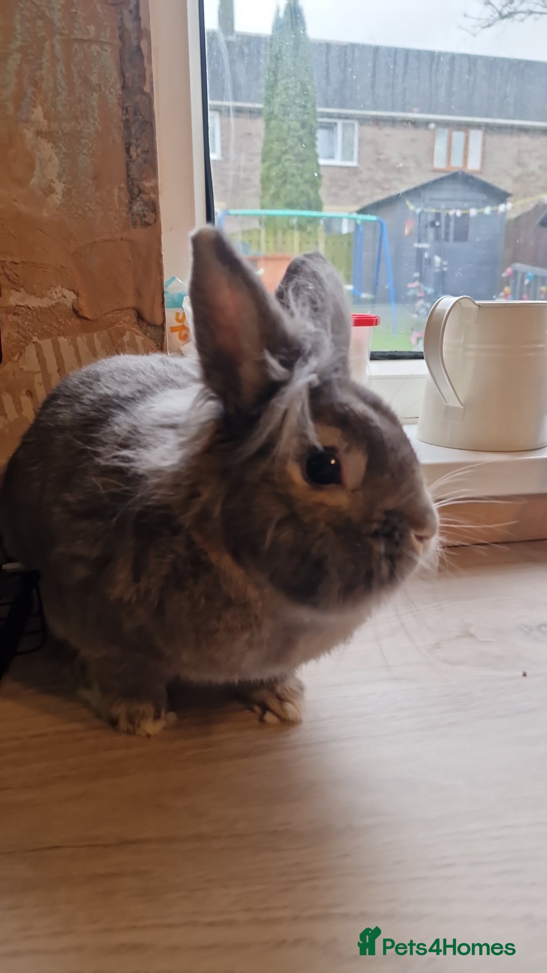 Lionhead rabbits for sale: Lion head bunny  - Advert 2