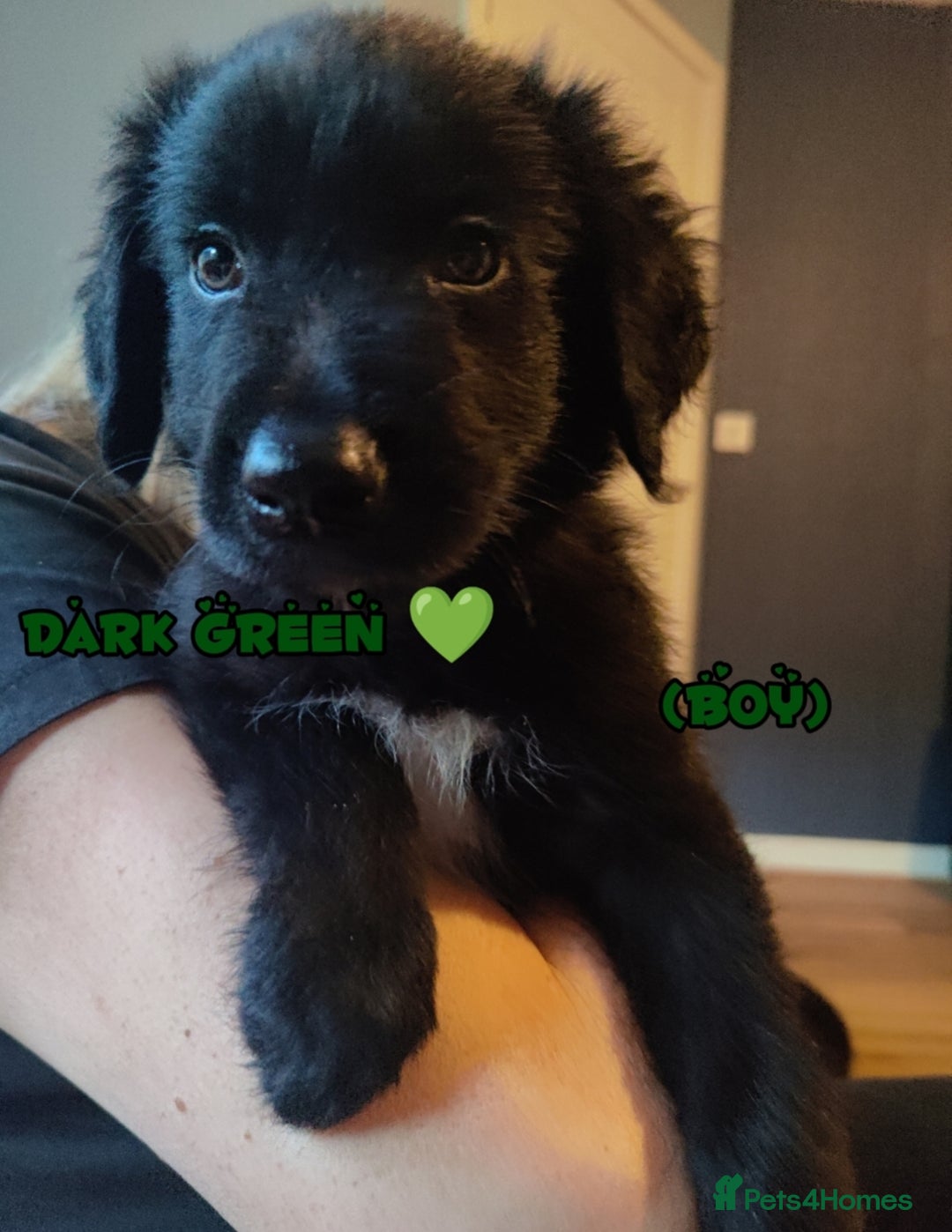 Mixed Breed dogs for sale: Portuguese water dog x Golden retriever puppies  - Image 6