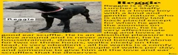 Mixed Breed dogs for sale: Rescue Dogs in need of Loving Homes - Advert 7