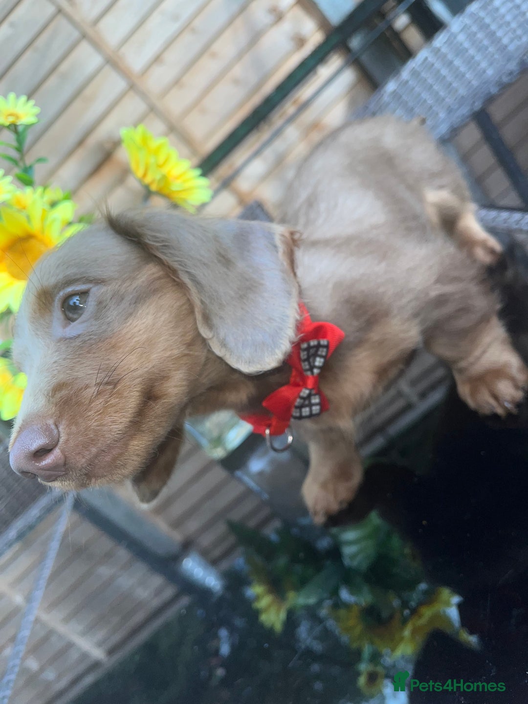 Miniature Dachshund dogs for sale: REDUCED Mini Isabella/tan Dachshunds  VACCINATED - Image 3