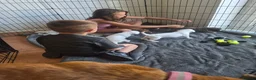 Boxer dogs for sale: Beautiful boxer puppies  in Blackwood - Advert 5