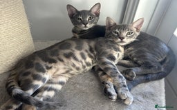Bengal cats for sale: Striking Blue TICA Male Bengal Kittens 💙  - Image 3