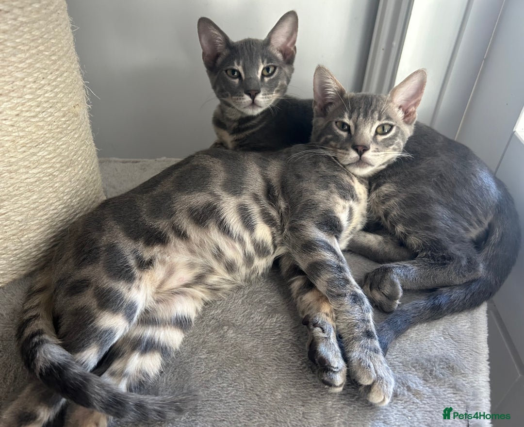 Bengal cats for sale: Striking Blue TICA Male Bengal Kittens 💙  - Image 3