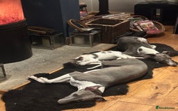Whippet dogs for sale: Strong KC Reg Whippet Pups - Image 6
