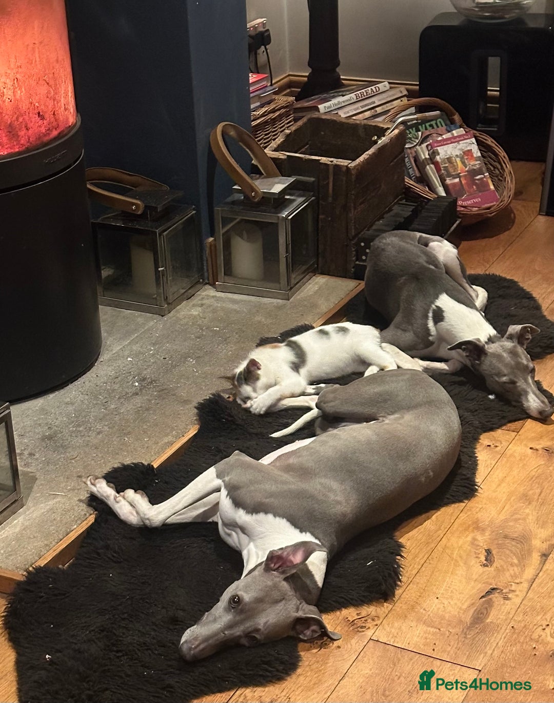 Whippet dogs for sale: Strong KC Reg Whippet Pups - Image 6
