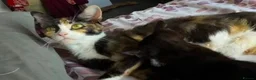 Domestic Shorthair cats for sale: Black and white kitten - Advert 9