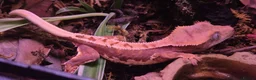 Gecko reptiles for sale: Red Base lilly white - Advert 6