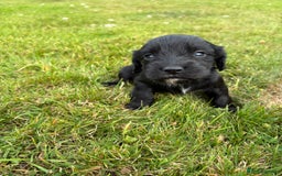 Cocker Spaniel dogs for sale: KC Reg’d Cocker Spaniel Puppies - Image 7