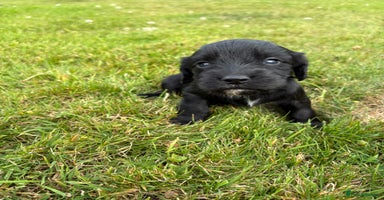 Cocker Spaniel dogs - Advert 2