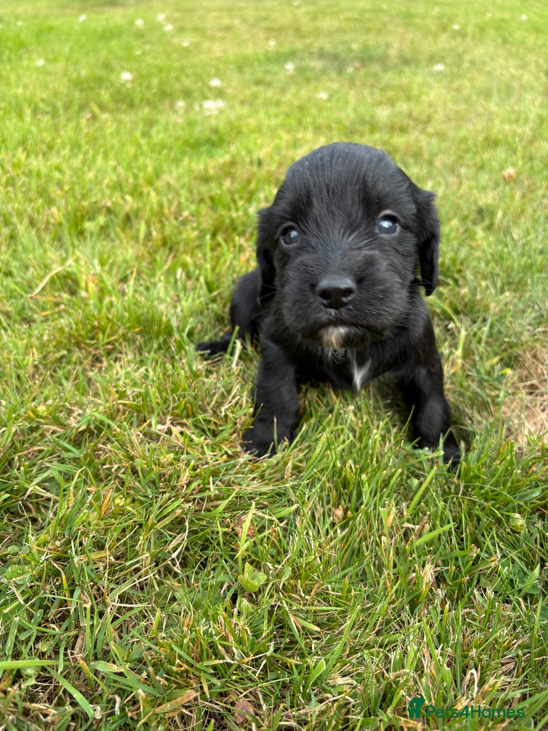 Cocker Spaniel dogs for sale: KC Reg’d Cocker Spaniel Puppies - Image 7