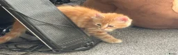Mixed Breed cats for sale: Available Now - 2 Ginger & 1 Black Kitten - Advert 15