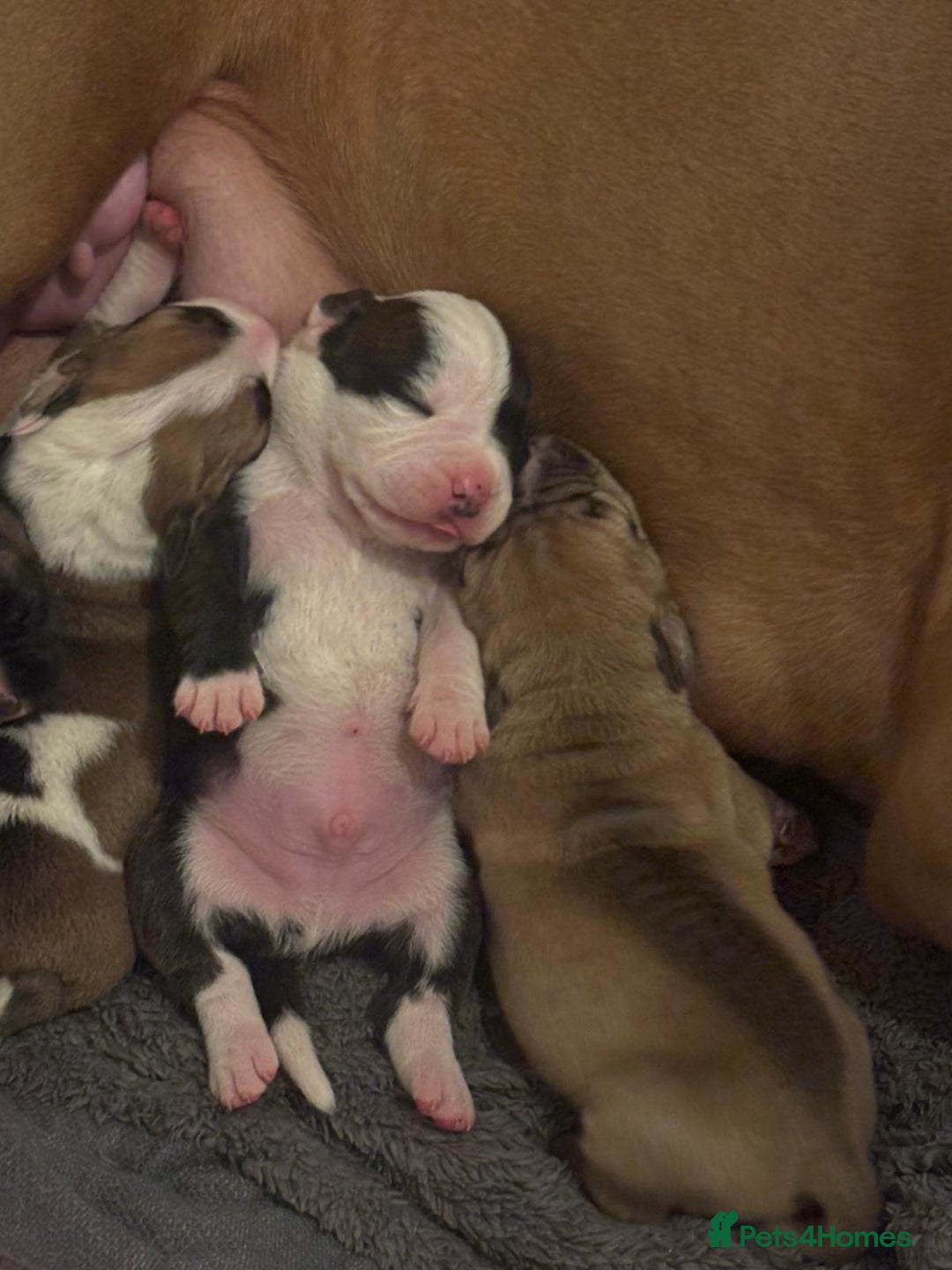 American Bulldog dogs for sale: American bulldog pups for sale - Advert 5