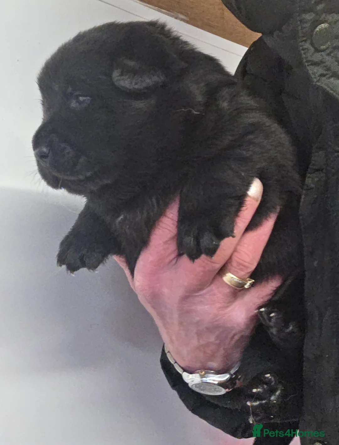 Mixed Breed dogs for sale: Gorgeous Chowador Puppies  - Advert 7