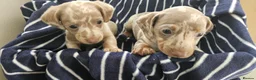 Miniature Dachshund dogs for sale: Miniature dachshund  - Advert 2