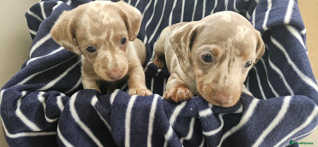 Miniature Dachshund dogs for sale: Miniature dachshund  - Advert 2