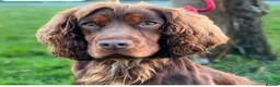 Cocker Spaniel dogs for sale: **2 LEFT** KC Reg Chocolate Working Cocker Spaniel - Advert 2