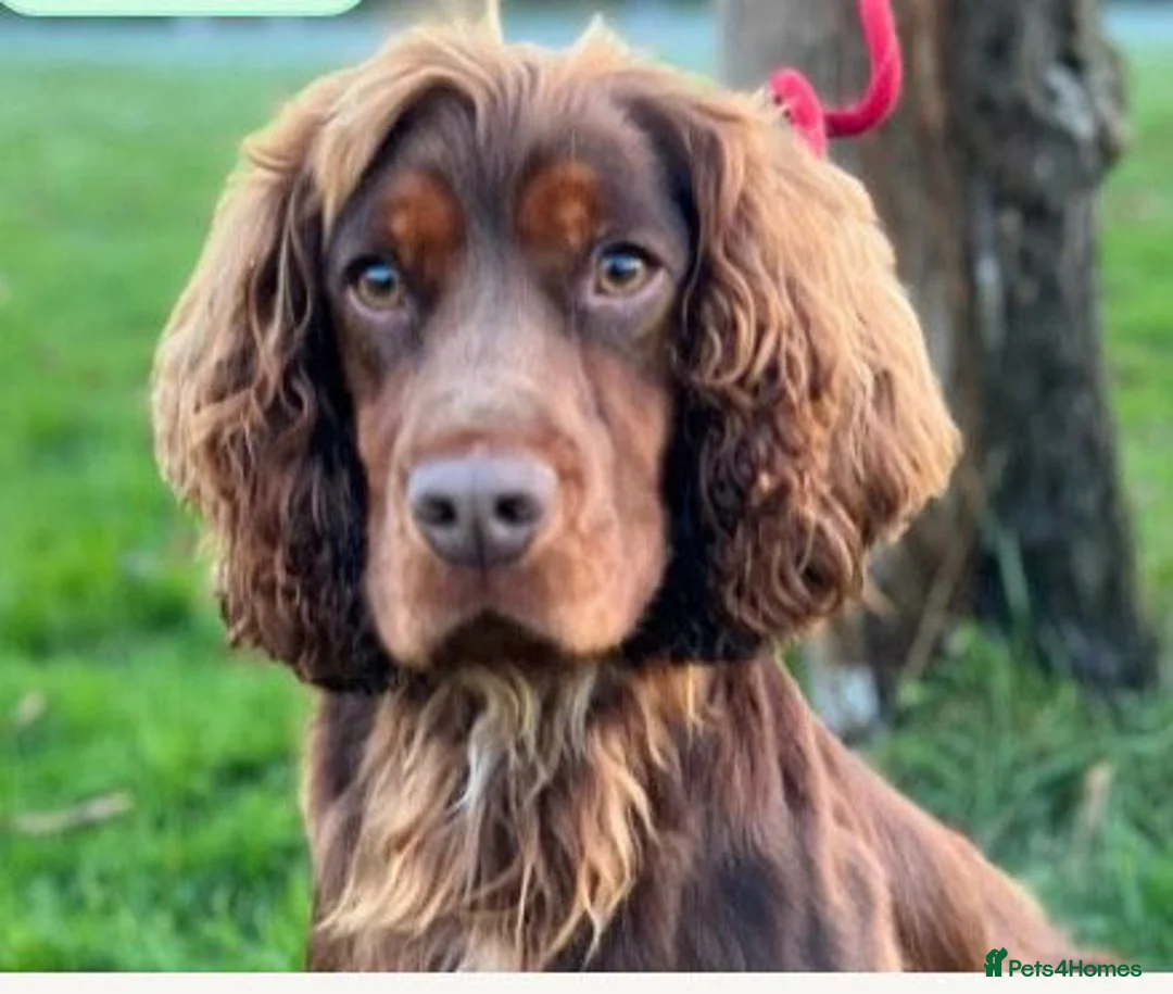 Cocker Spaniel dogs for sale: **2 LEFT** KC Reg Chocolate Working Cocker Spaniel - Advert 2