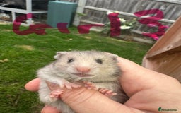 Hamster rodents for sale: Baby syrian hamsters males and females - Image 21