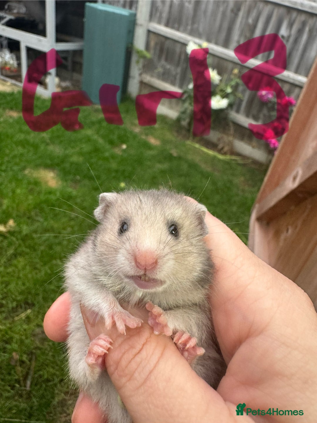 Hamster rodents for sale: Baby syrian hamsters males and females - Image 21