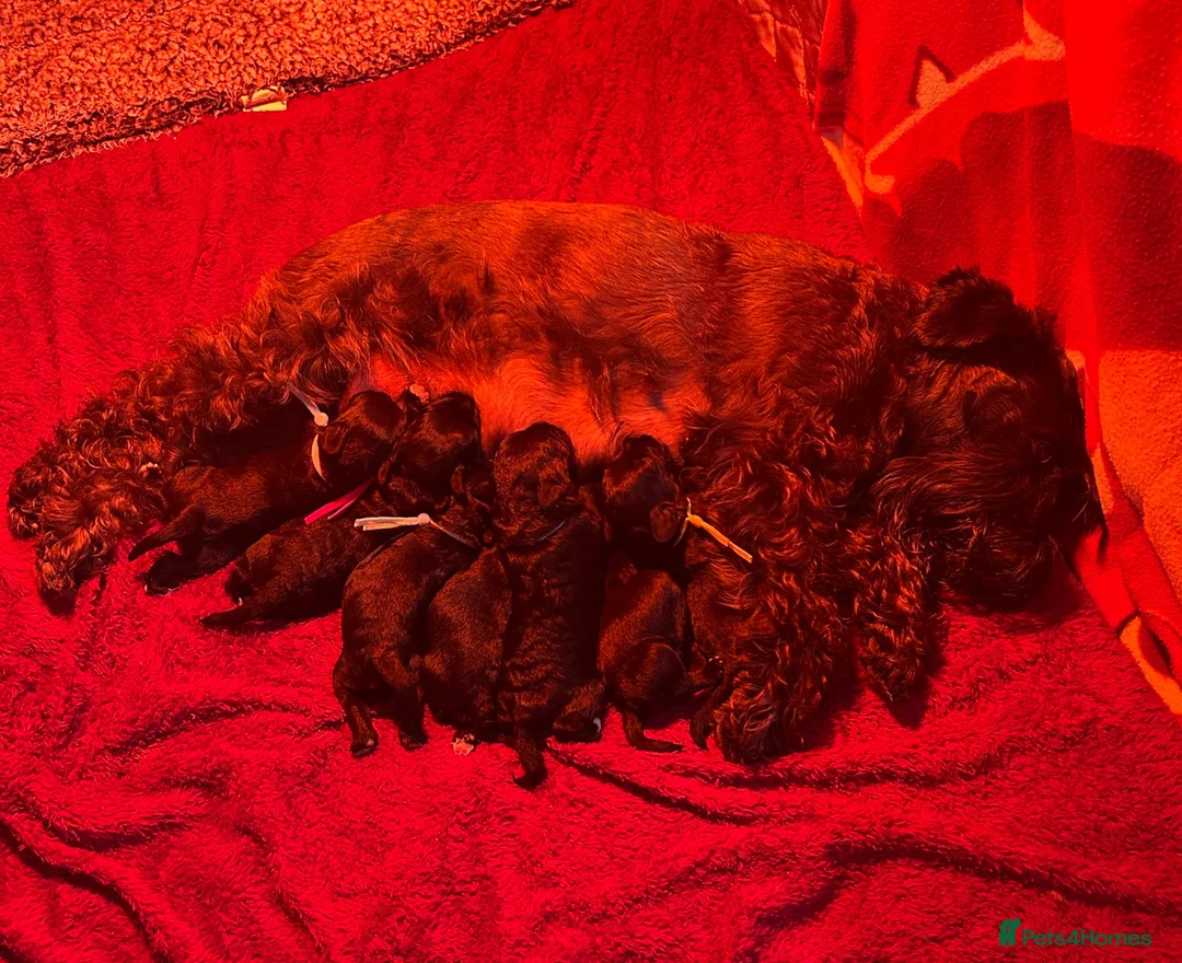Miniature Schnauzer dogs for sale: Adorable KC registered Miniature Schnauzer Pupps - Advert 9