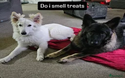 German Shepherd dogs for sale: ACE AND LUNA - Image 8