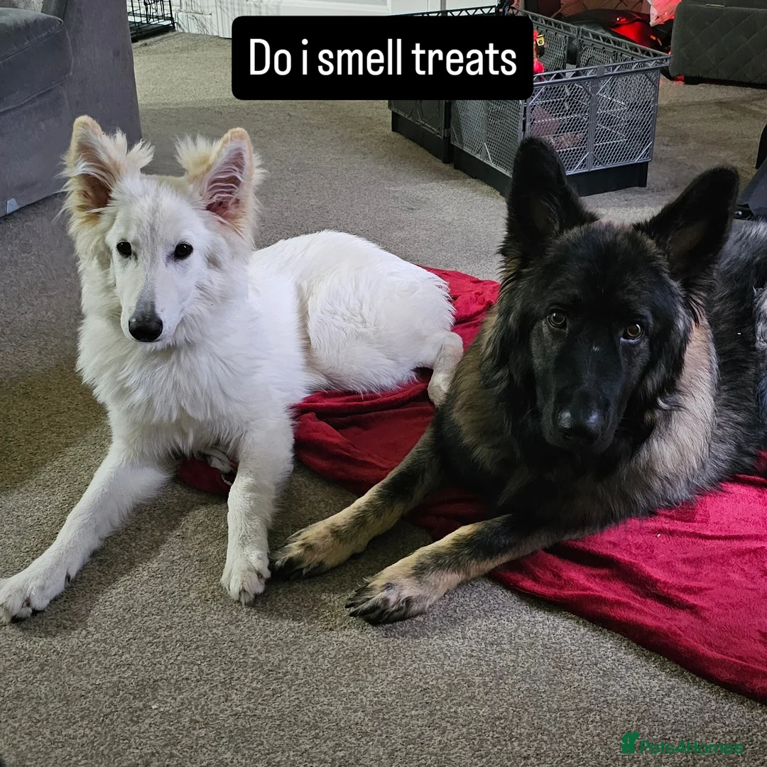German Shepherd dogs for sale: ACE AND LUNA - Image 8