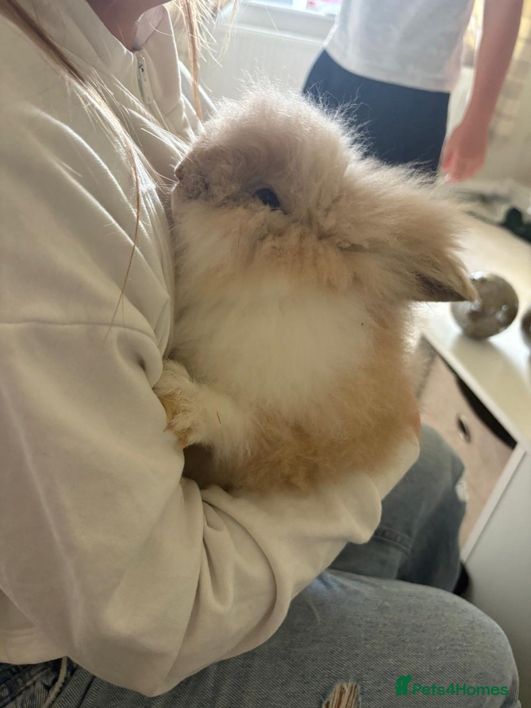 Lionhead rabbits for sale: lionhead bunies - Image 1