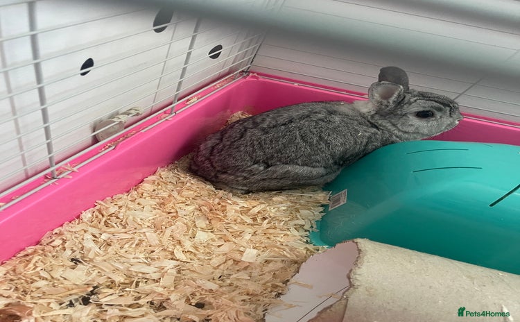 English rabbits - Advert 1