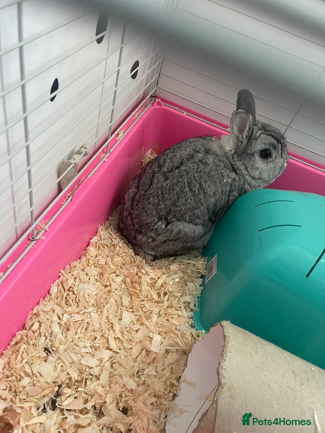 English rabbits for sale: Free to good home - Image 1