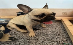 Mixed Breed dogs for sale: 8 Frenchies/cockapoo puppies for sale  - Image 9