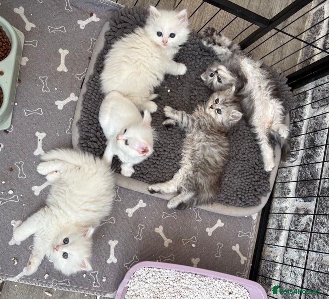 Persian cats for sale: Outstanding litter of Persian x kittens,  - Image 30