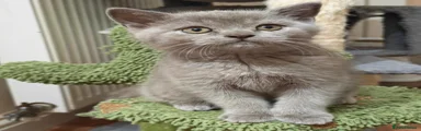 Scottish Fold 5