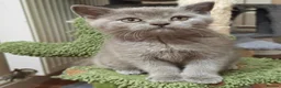 Scottish Fold cats for sale: Scottish fold kittens - Advert 16