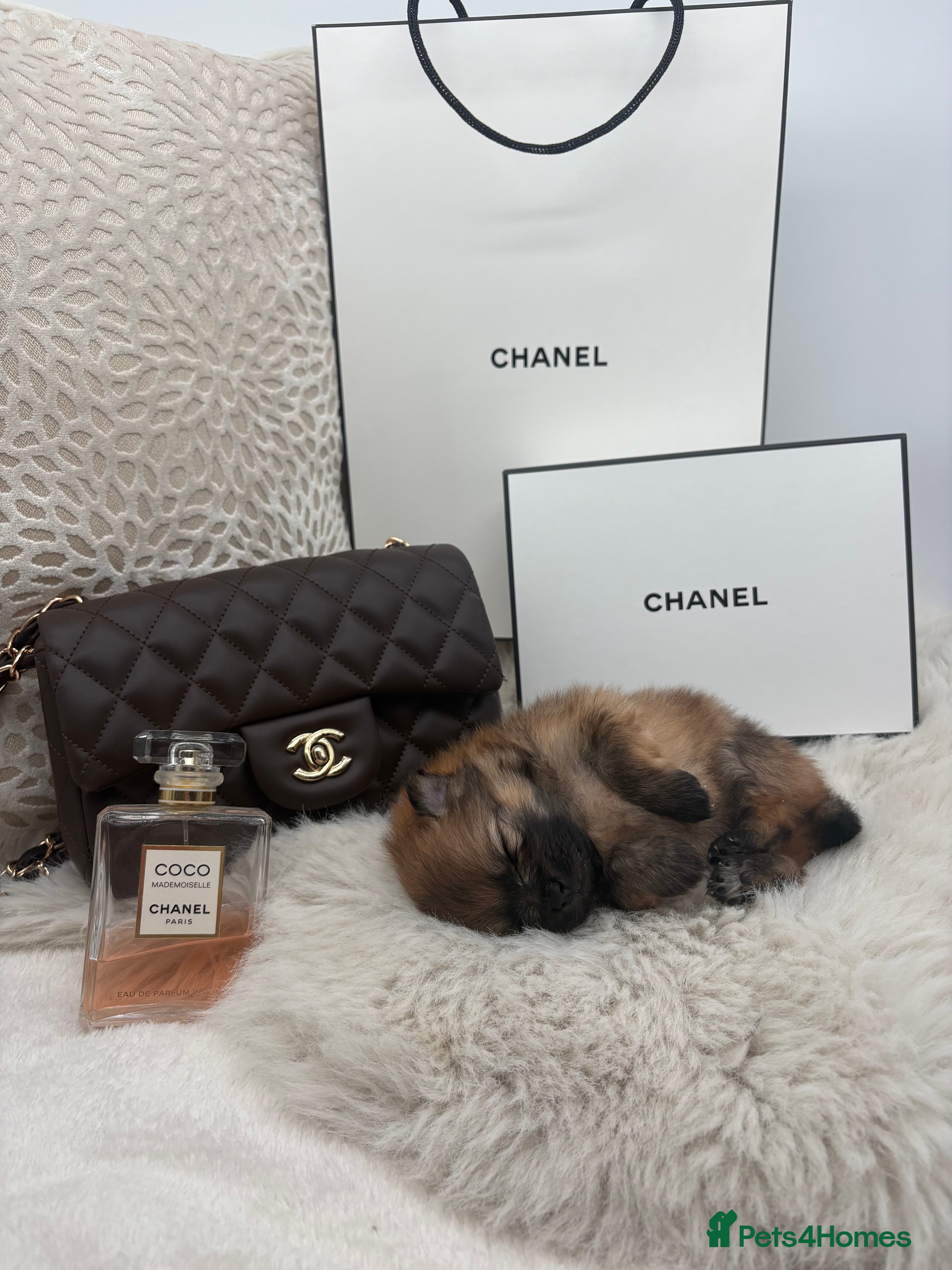 Pomeranian dogs for sale: Beautiful pomerian puppys ready now🐻 - Advert 23