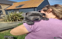Staffordshire Bull Terrier dogs for sale: Chunky Staffy pups 💕 2 girls left, Ready to leave - Image 11