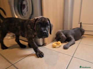 Cane Corso dogs READY TO LEAVE! OUTSTANDING CANE CORSO PUPPIES! - Advert 7