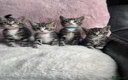 Mixed Breed cats for sale: Kittens  - Image 1
