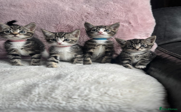 Mixed Breed cats - Advert 3